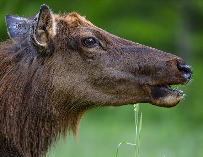 treeing-hound-stock.jpg