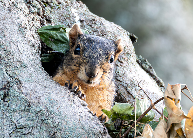 Squirrel in a tree