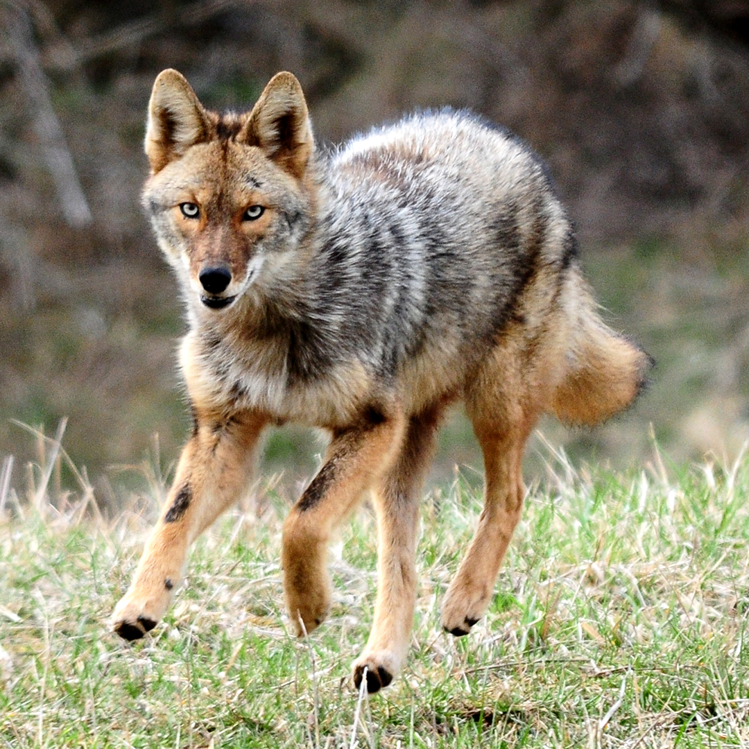 Coyote running in a field credit Lacefield