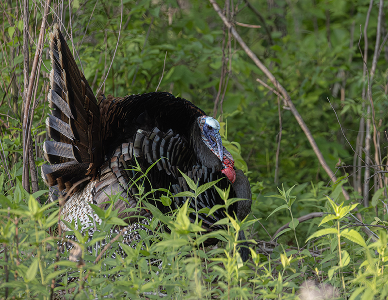 Turkey in a wildflower pasture at Land between the lakes