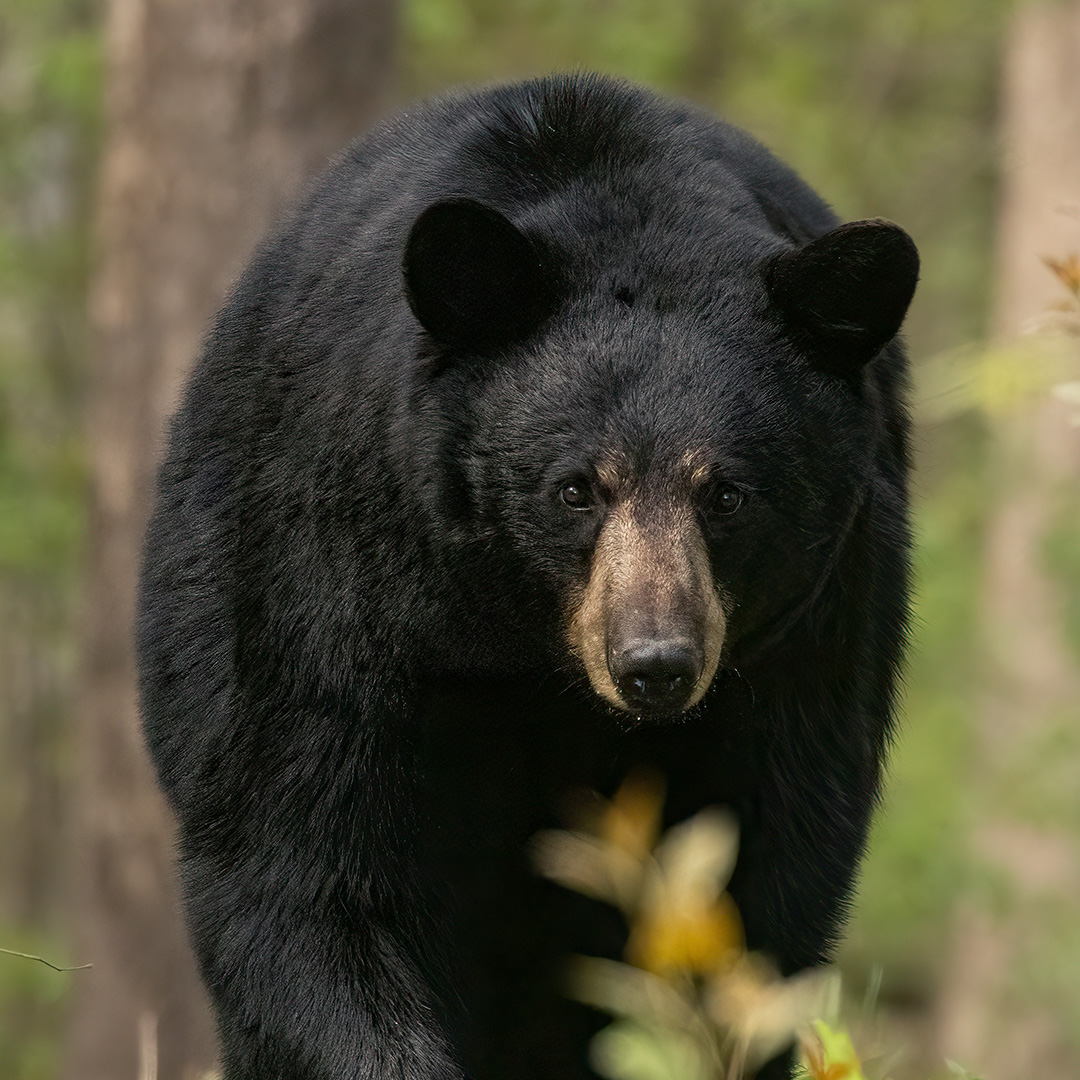 Black Bear Hunting