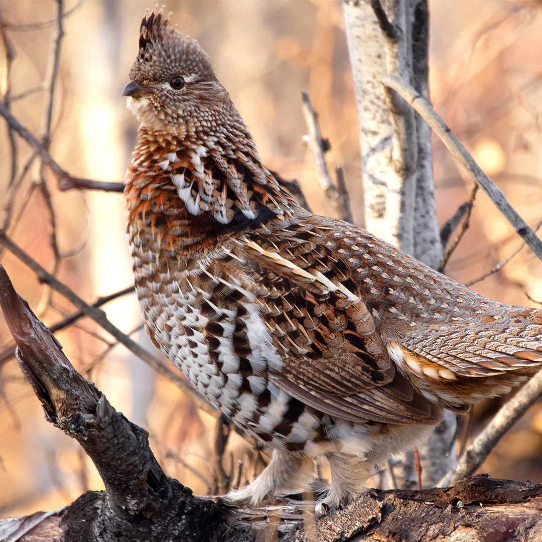 Grouse Hunting