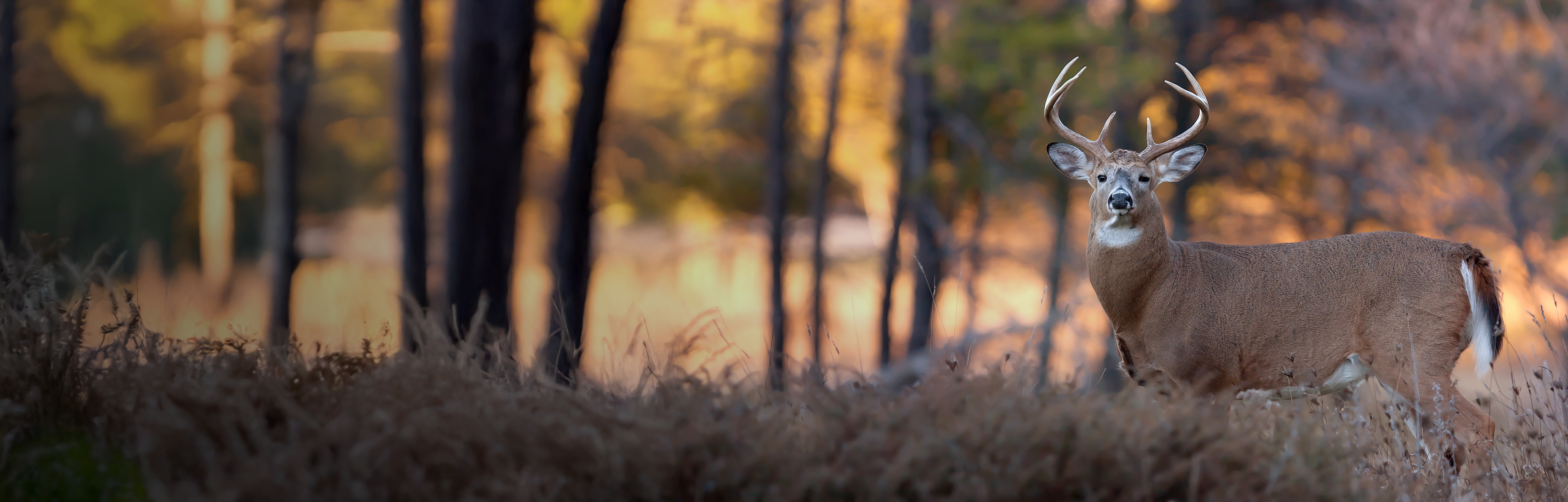 KAO-New-header-web.jpg