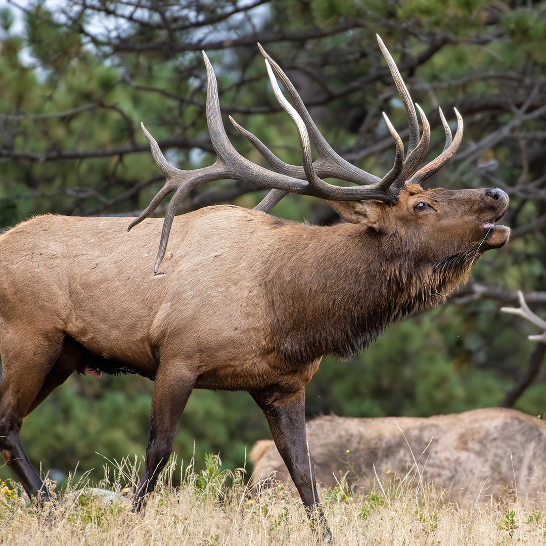 Elk