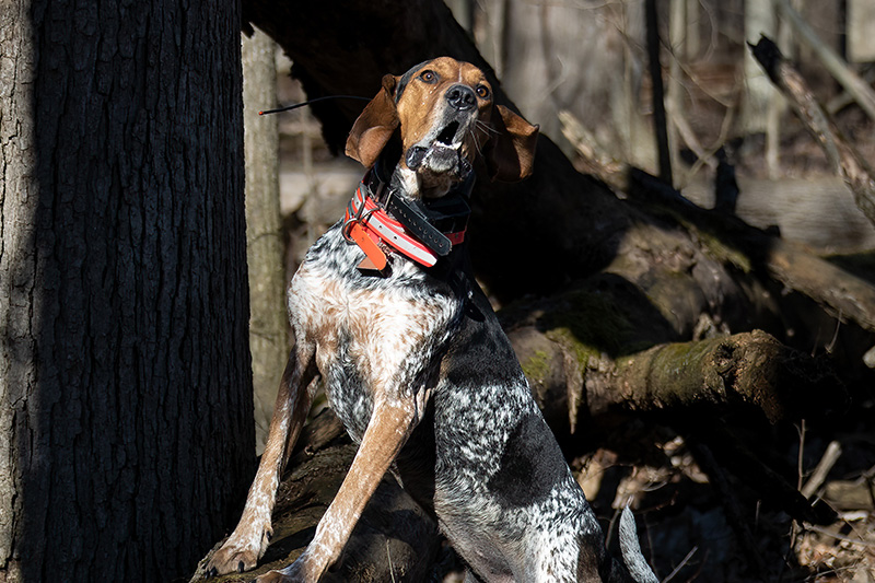 Treeing Hound