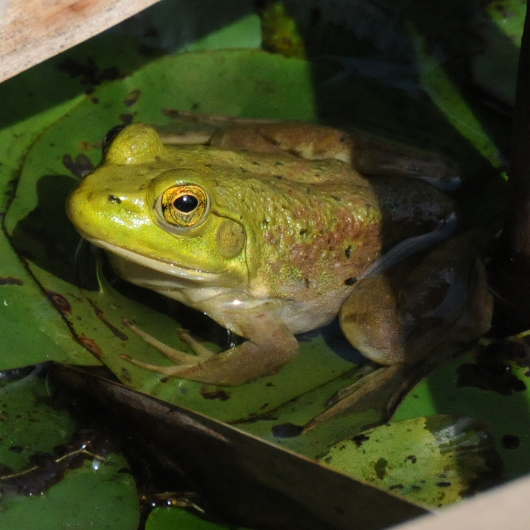 Bullfrog in a pond