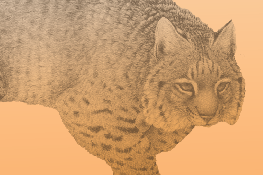 Rick Hill bobcat illustration in orange