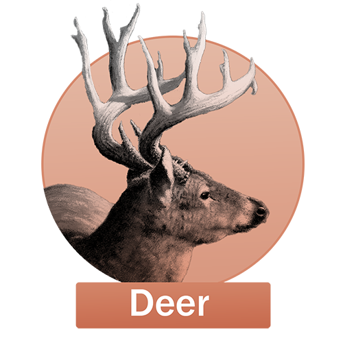 Deer Button