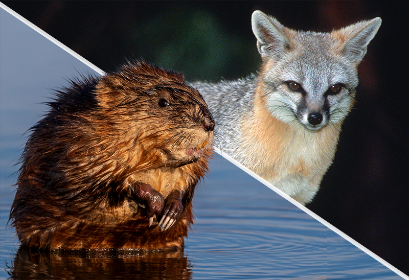 Muskrat Credit Jessica Bolser, USFWS