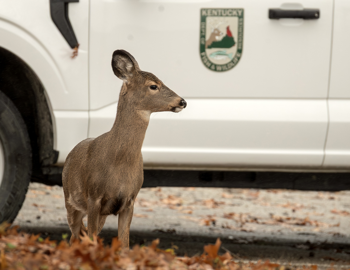 Yearling doe standing in front of a Kentucky Department of Fish and Wildlife Resources truck