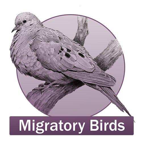 Migratory Birds Button