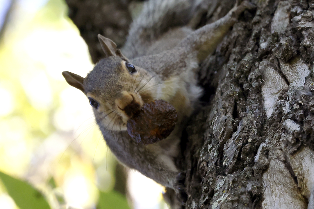 Squirrel in a tree