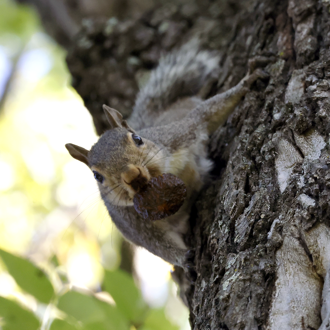 Squirrel in a tree