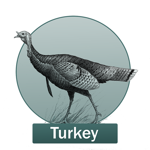 Turkey Button