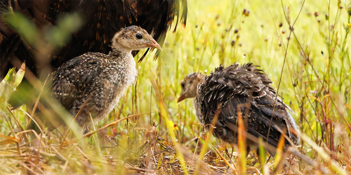 Wild turkey poults in natural habitat