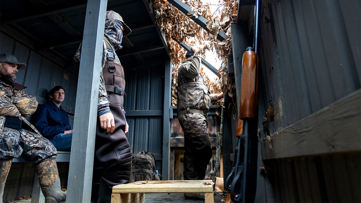 Large doe in a pasture