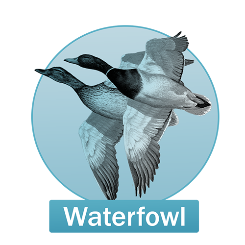 Waterfowl Button