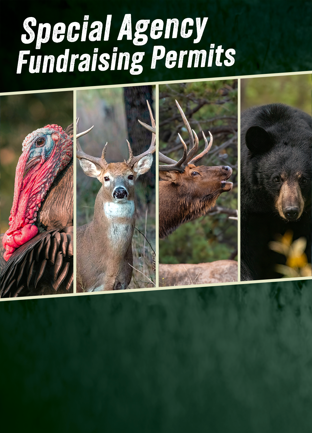 Special Agency Fundraising Permits Ad showing a turkey, deer, elk and black bear