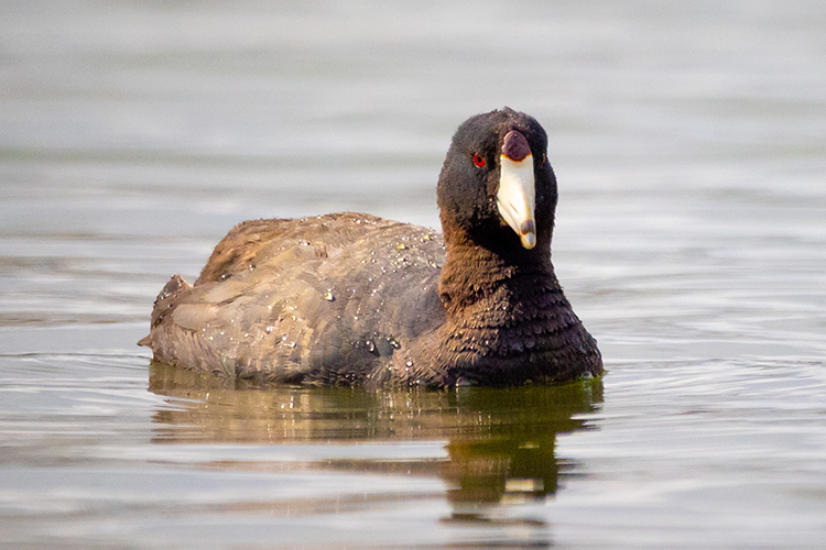 usfws-green-winged-teal-web.jpg