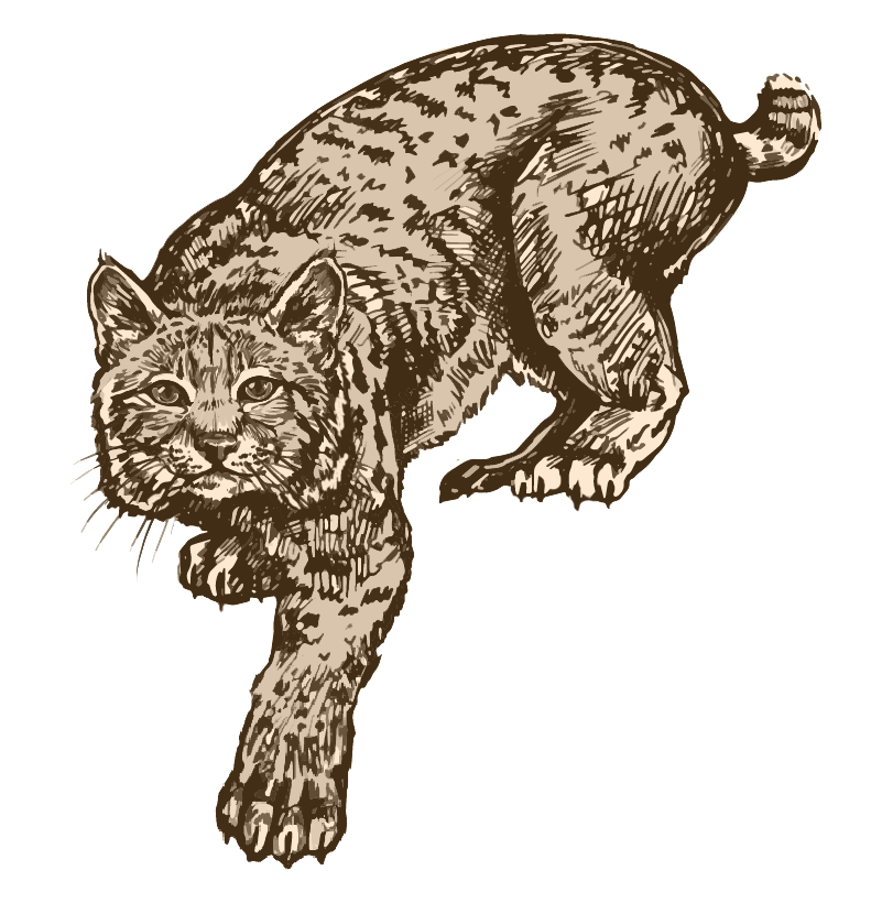 Bobcat illustration