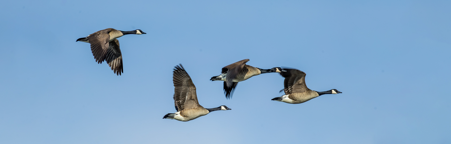 canada-geese-flight