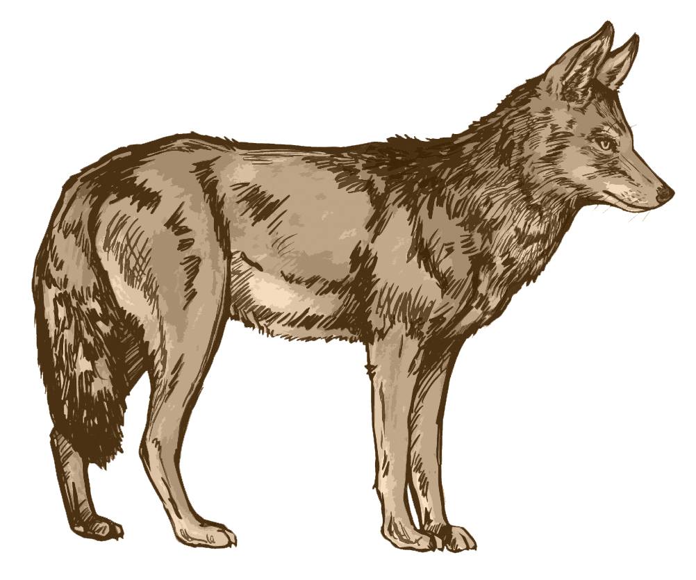 Coyote illustration