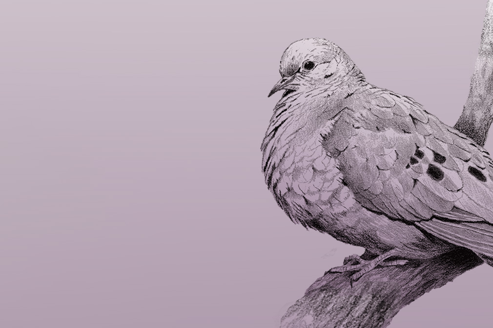 Rick Hill migratory dove illustration in purple