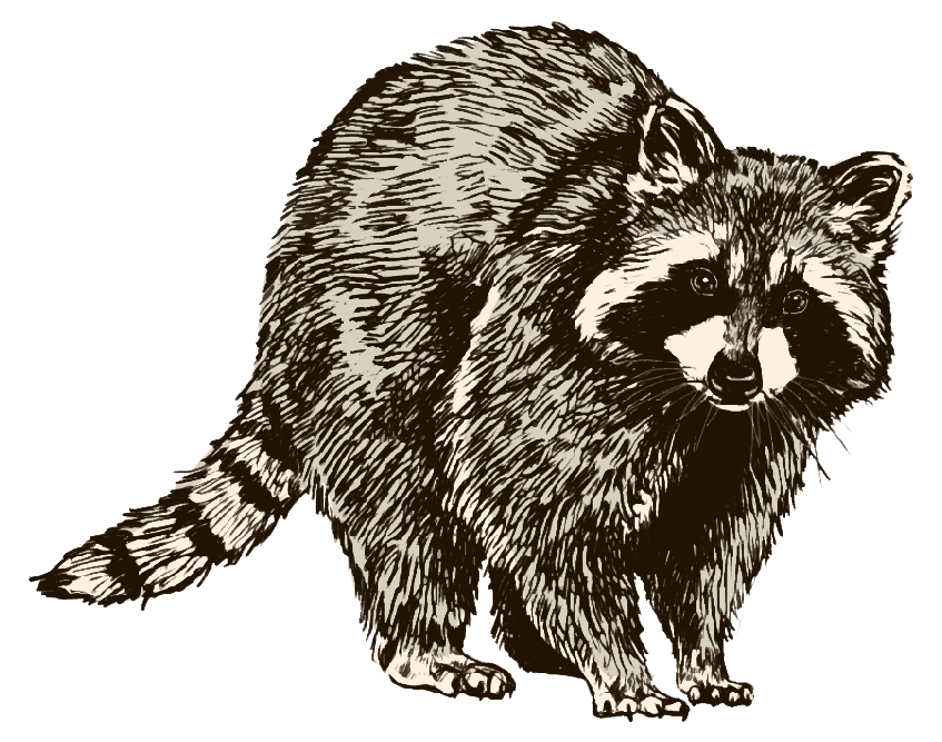 Raccoon Illustration