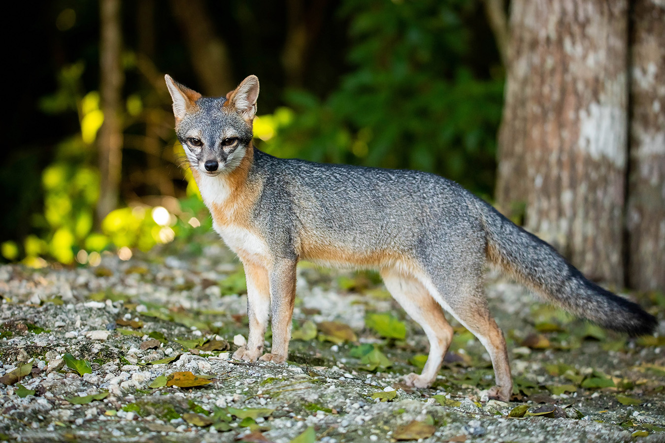 gray fox