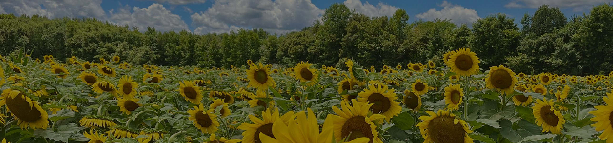 Sunflower Field