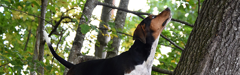 treeing-hound-stock.jpg