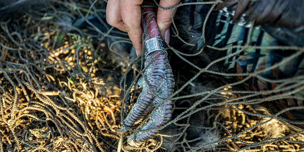 Wild turkey fitted with a numbered leg band as part of a research study in Kentucky.