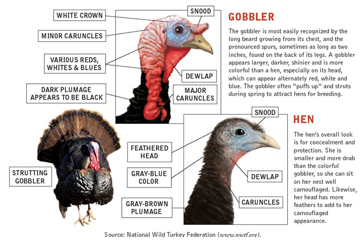 Gobbler/Hen Identification