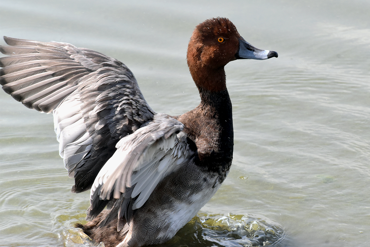 usfws-adult-male-redhead.jpg