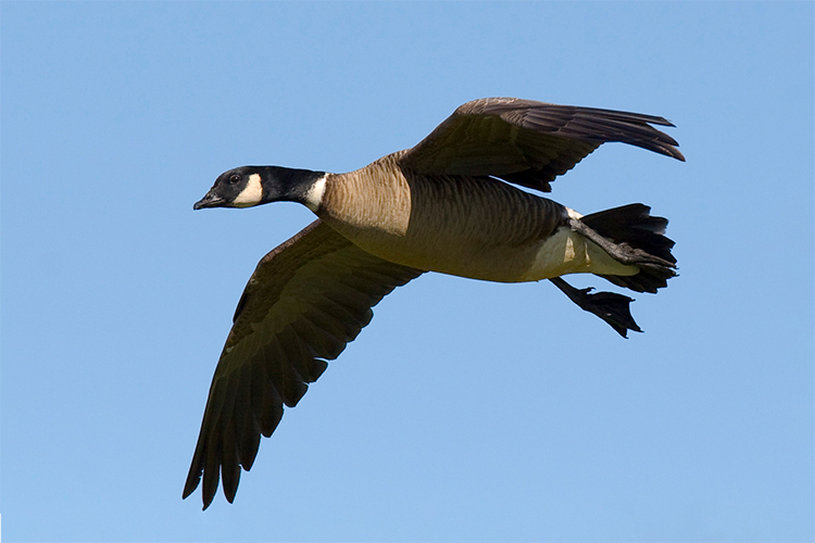 usfws-green-winged-teal-web.jpg