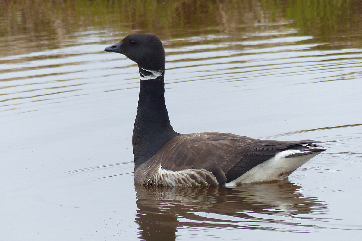 Canada goose pagina oficial oficial best sale