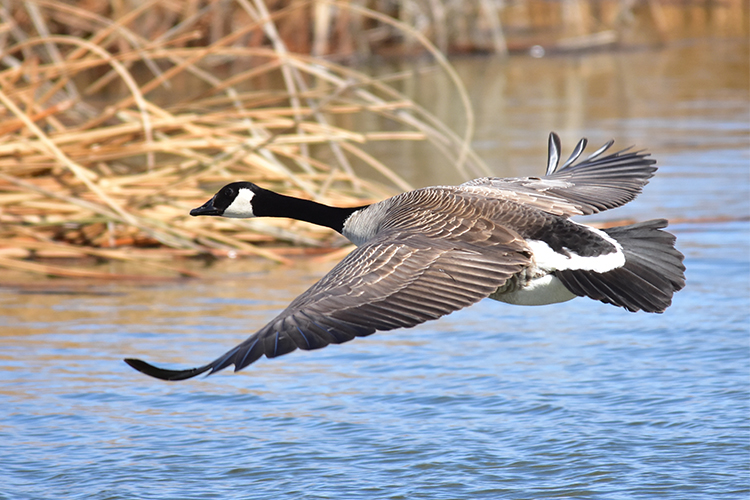 usfws-green-winged-teal-web.jpg