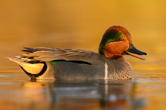 usfws-green-winged-teal-web.jpg