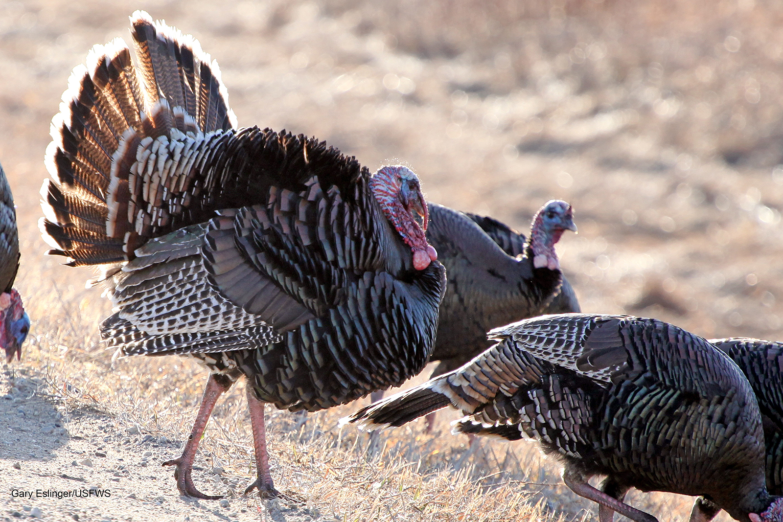 usfws-j-clark-salyer-nwr-wild-turkey.jpg