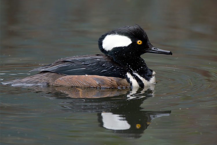 usfws-green-winged-teal-web.jpg