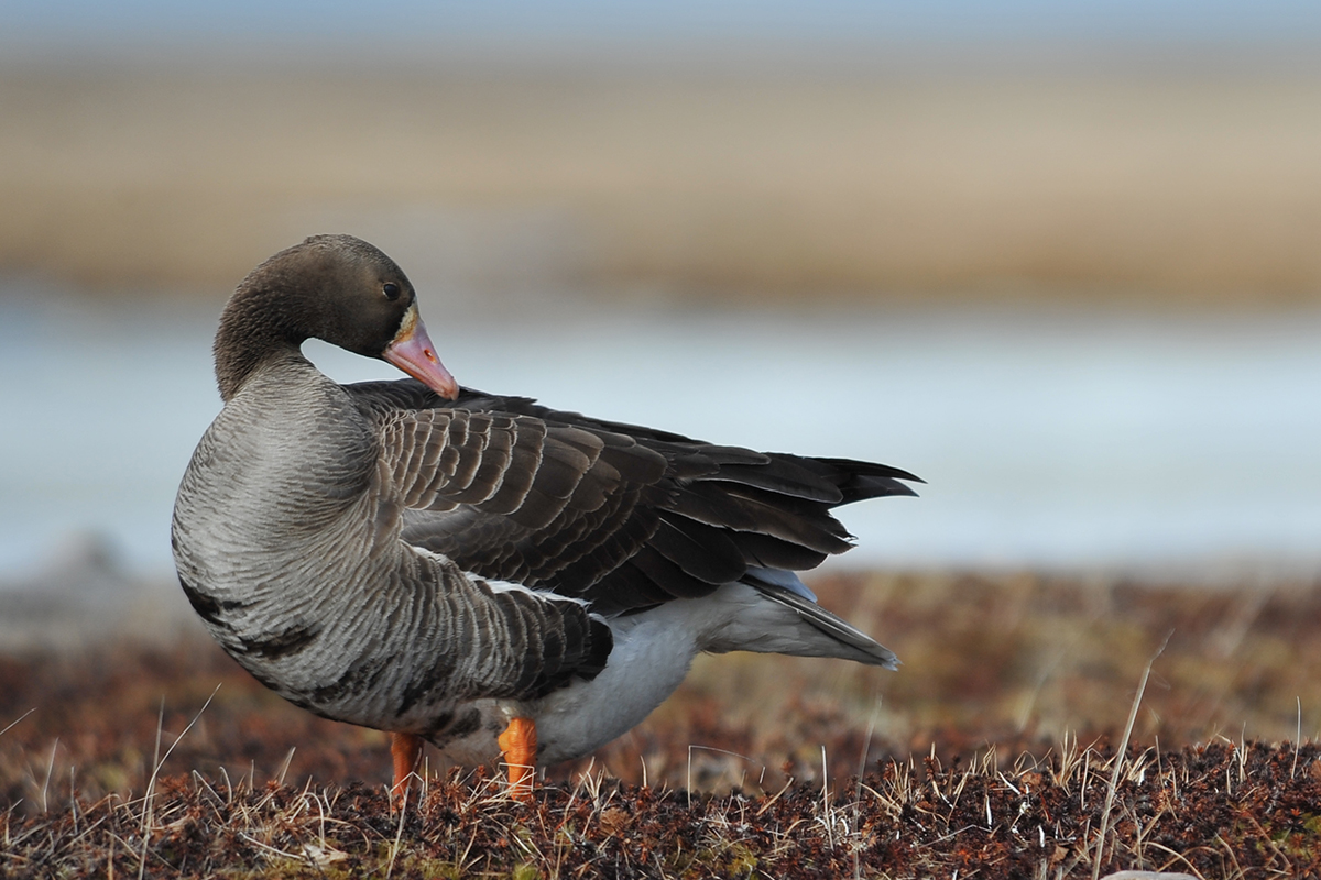 usfws-green-winged-teal-web.jpg