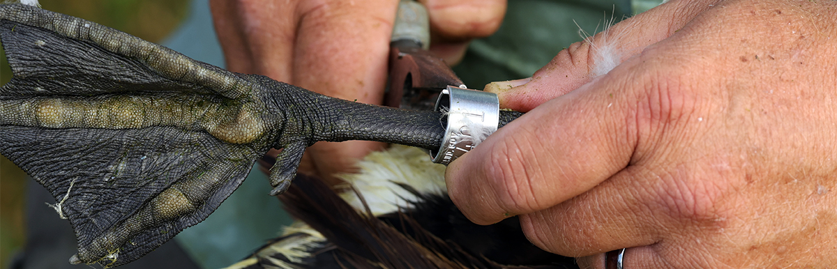 waterfowl-banding-goose-rc.jpg