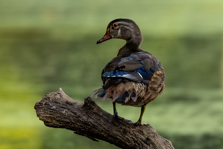 woodduck-rc-web.jpg