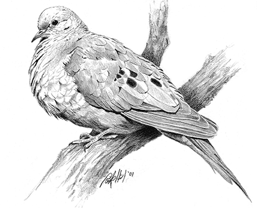 Mourning-Dove.jpg