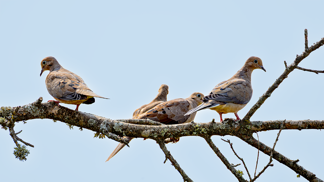 0228-mourning-dove-flock-desadj.png