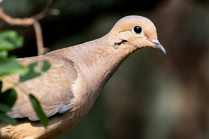 Mourning Dove in a tree