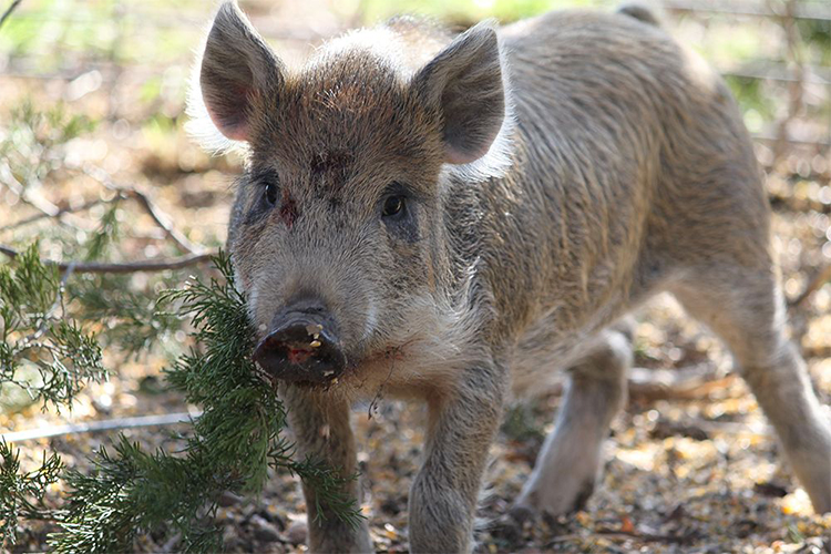 Invasive Species: Wild Boar