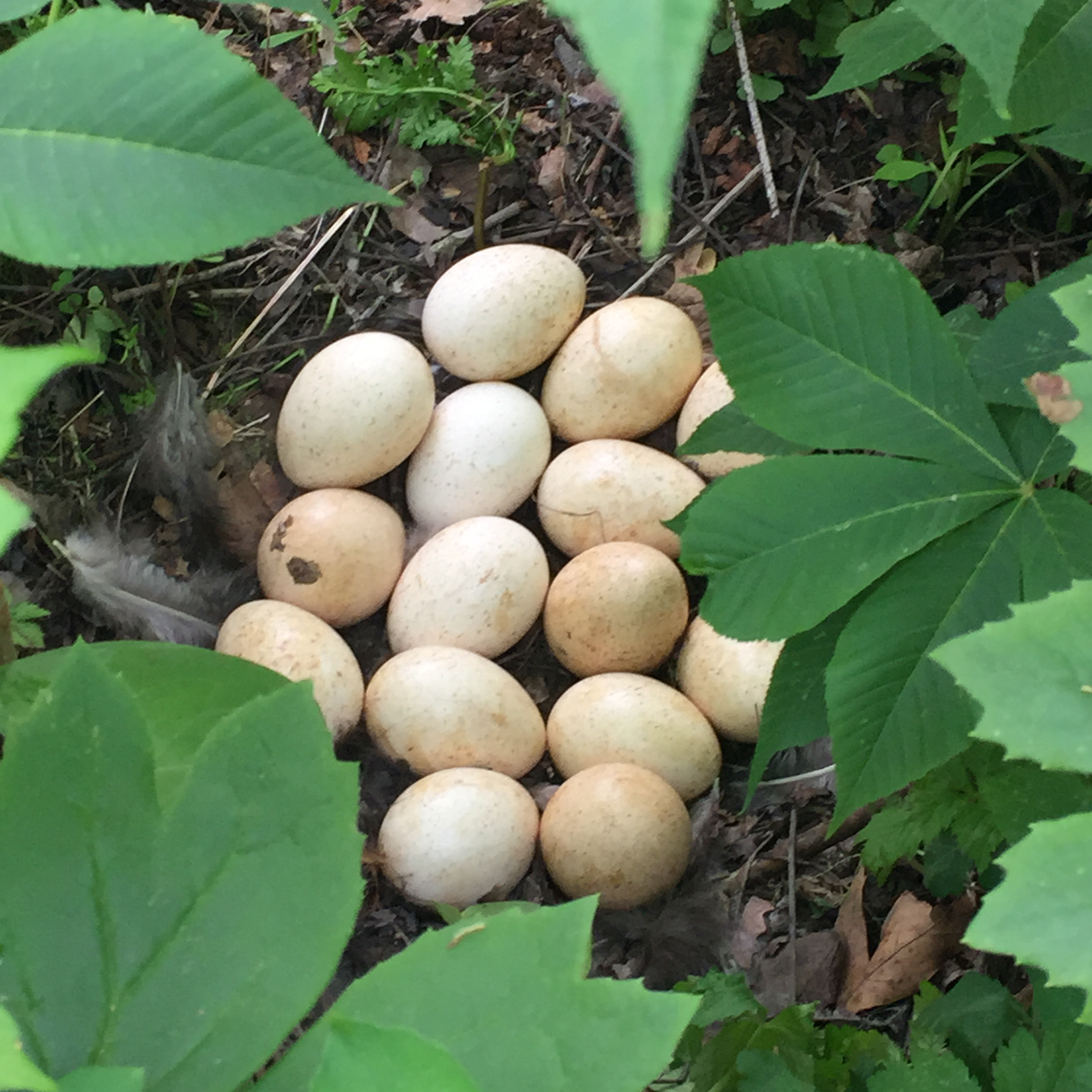 turkey-eggs.png