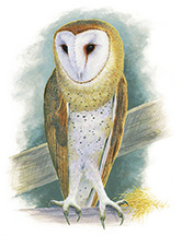 Barn Owl Artwork