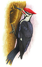 Woodpecker Sketch
